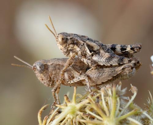 Pezotettix giornae